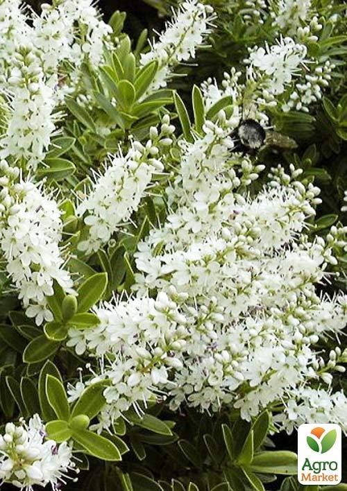 Хебе "Macrantha" горщик Р9 NEW