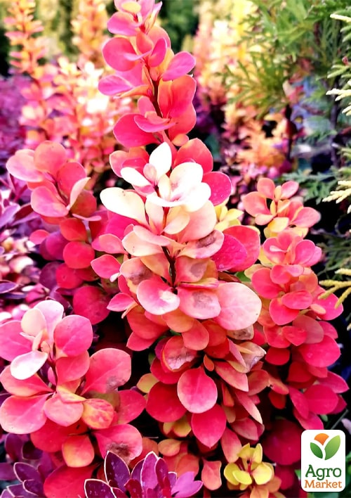 Барбарис Тунберга "Golden Torch" - фото 2