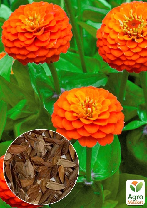 На развес Цинния "Сахара" ТМ "Весна" цена за 4г