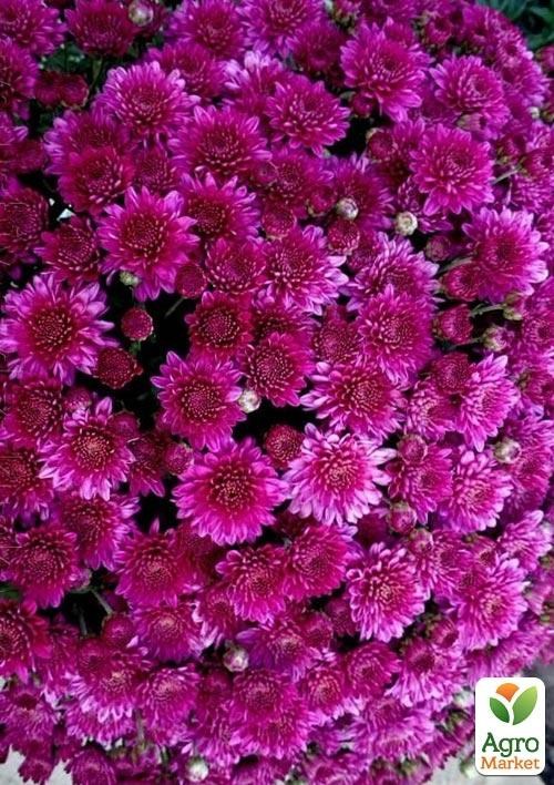 Хризантема Садовая "Diva Violet" (горшок ф12 высота 20-30см) - фото 3
