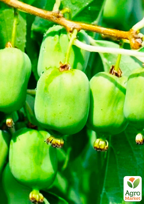 Актинідія "Київська великоплідна" (міні-ківі, морозостійкий сорт, пізній термін дозрівання) - фото 5