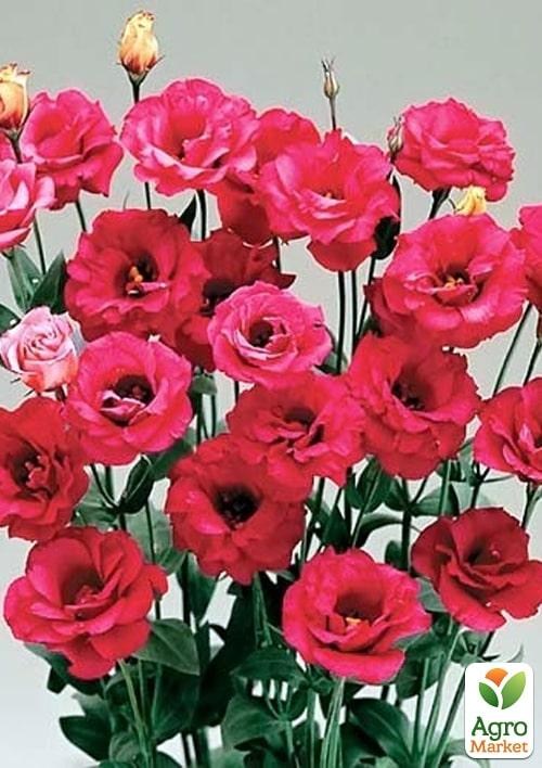 Эустома махровая "Arena Red" укорененная в контейнере Р9 - фото 2