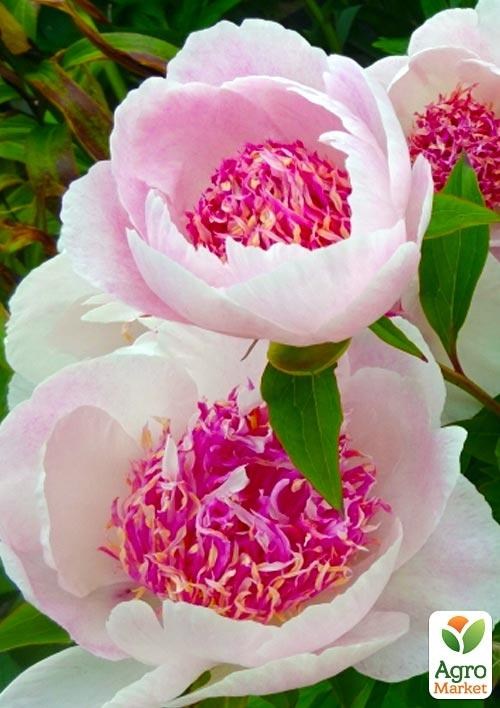 Півонія трав'яниста "Do Tell" 1шт в упаковці