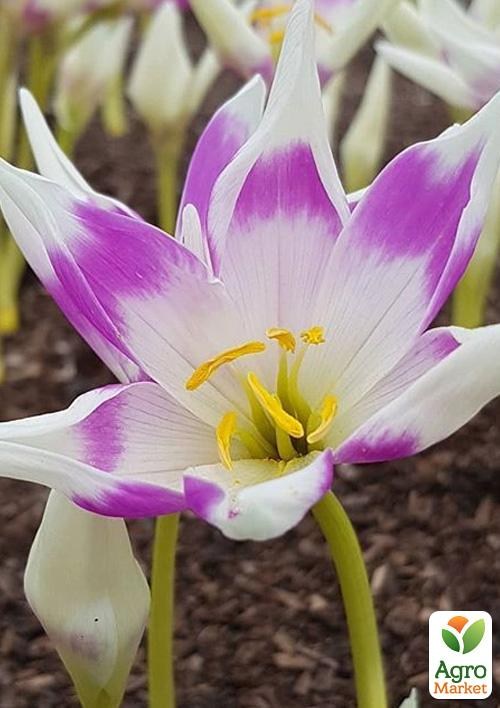 Колхикум "Harlekijn" (Арлекін)