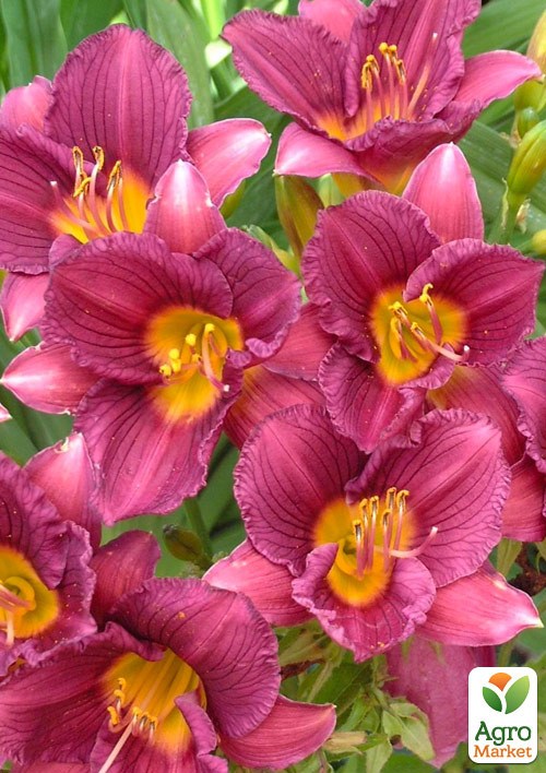Лилейник "Purple Bicolor" 1шт в упаковке