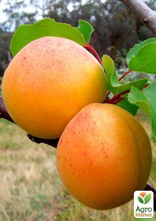 Абрикос "Сирена" (скороплодный, средне-поздний сорт)