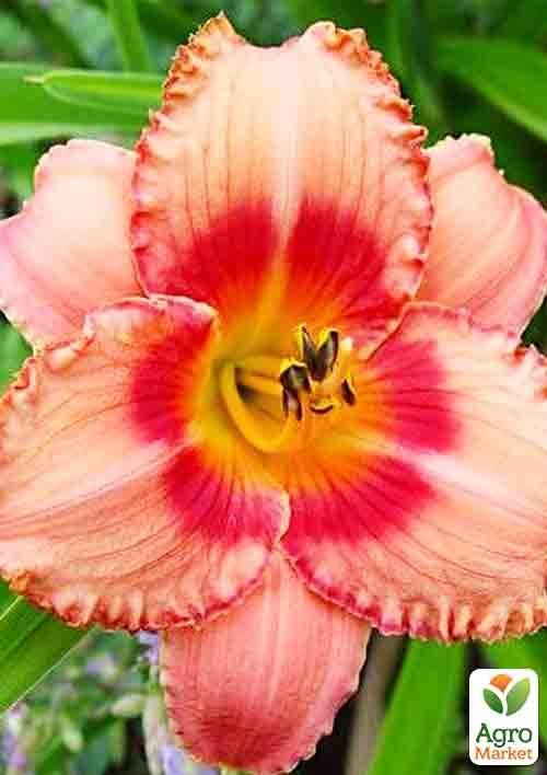 Лилейник "Strawberry Candy" 1шт в упаковке