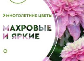 Махрові клематиси: ТОП-5 сортів - корисні статті про садівництво від Agro-Market