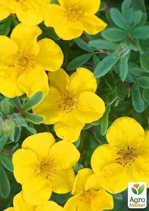 Квітучий кущ "Potentilla Fruticosa/Перстач чагарникова"