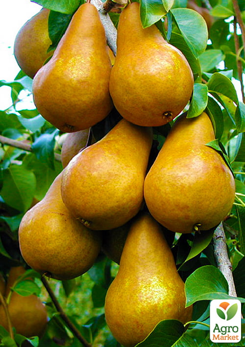 Груша "Бере Боск" (осенний сорт, средний срок созревания)