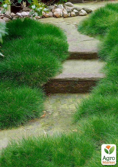 Овсяница зеленая "Green" (Festuca green)