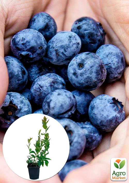 Лохина (чорниця садова) "Торо" (Toro) (пізній термін дозрівання, дуже велика)