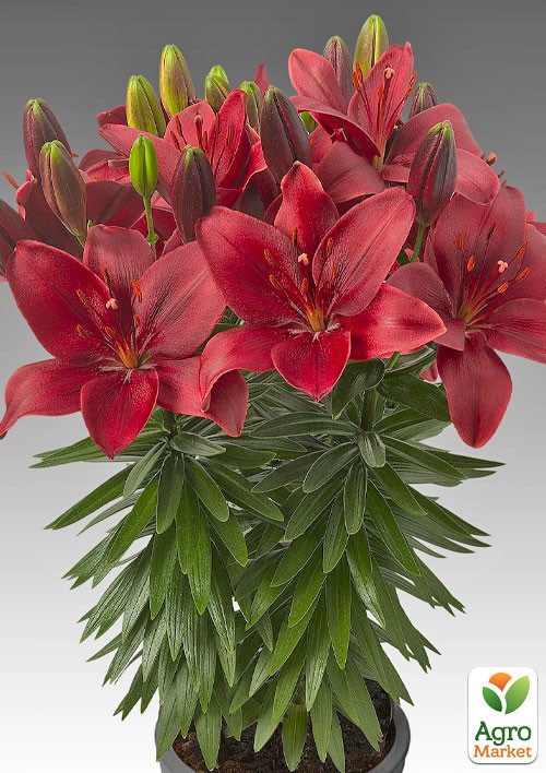 Лилия Горшечная "Trendy Havanna" 