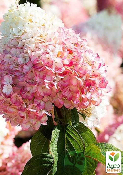 Гортензия метельчатая "Strawberry Blossom" вазон Р9
