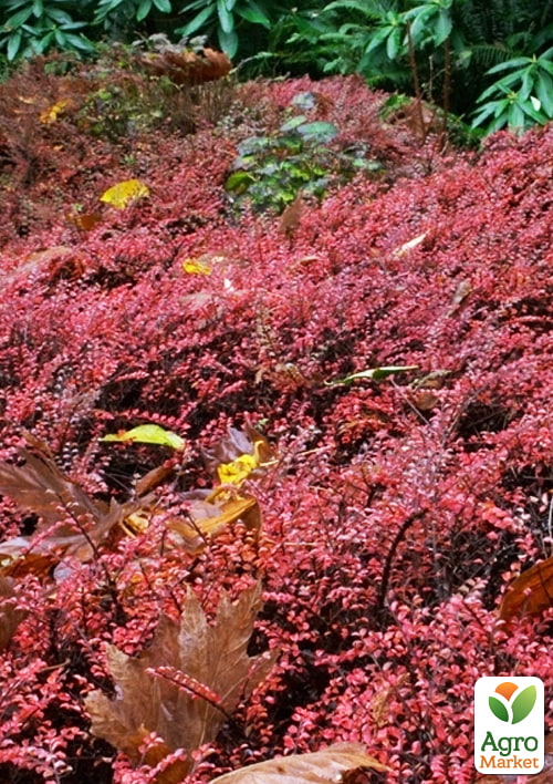 Кизильник горизонтальный крохотный "Perpusillus", С2 - фото 3