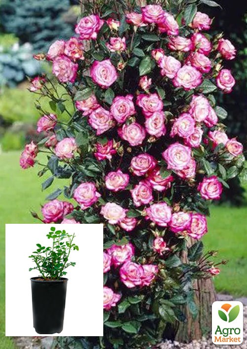 Роза в контейнере плетистая "Handel" (саженец класса АА+)