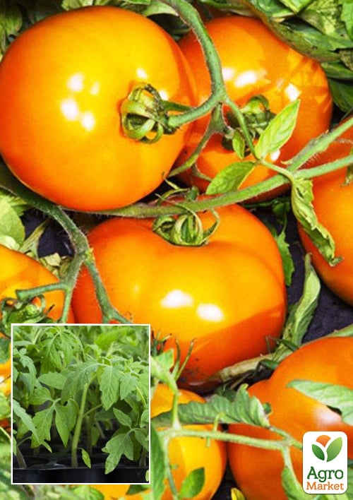 Рассада Томат «Айсан KS 18» (фермерское взращивание), 1шт в упаковке