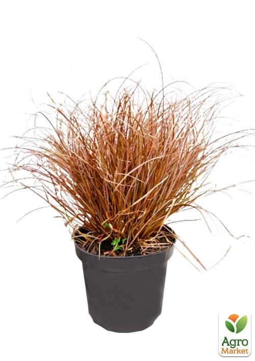 Осока Петри "Milk Chocolate" вазон С2 - фото 3