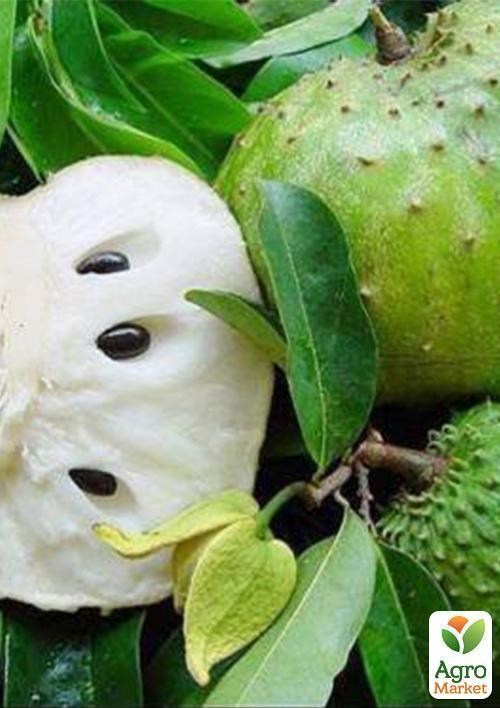 Аннона муриката (Гуанабана )  - фото 2