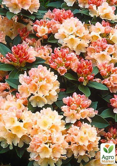 Рододендрон "Golden Torch" - фото 7