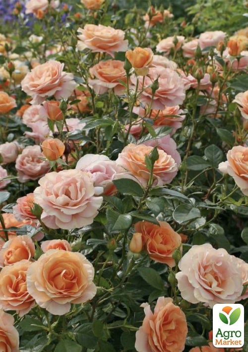 Роза в контейнере флорибунда "Bengali" (саженец класса АА+) - фото 3