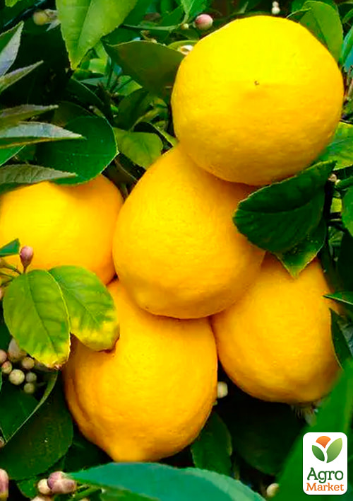 Лимон "Дженоа" (карликовый сорт) - фото 7