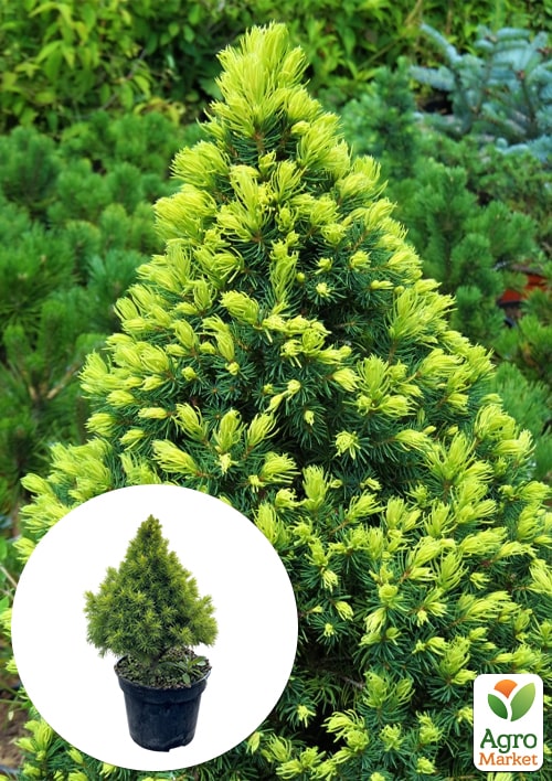 Ель канадская белая " Rainbows End" С3, высота 25-30см