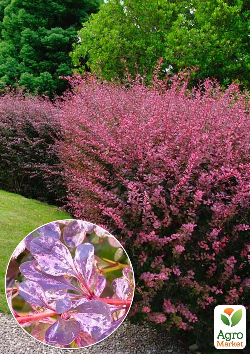 Барбарис Тунберга "Rose Glow"  (контейнер P9)