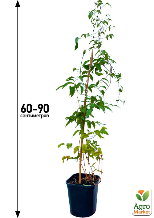 Клематис 2-х річний "Hot Love" вазон С2 - фото 4