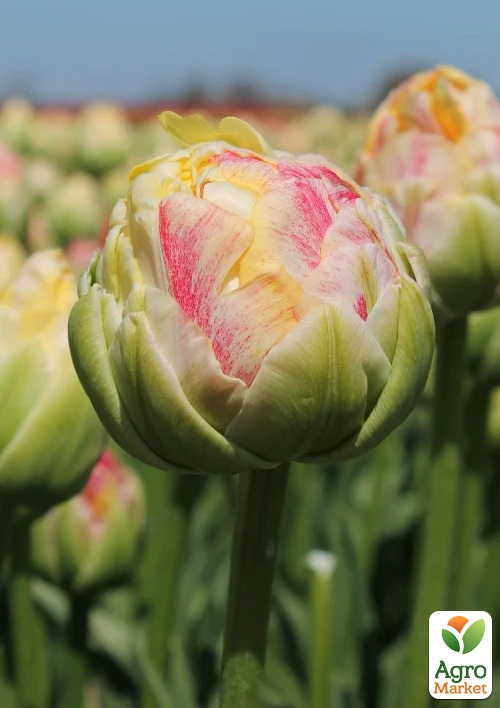 Тюльпан "Sprinkle Dip" 