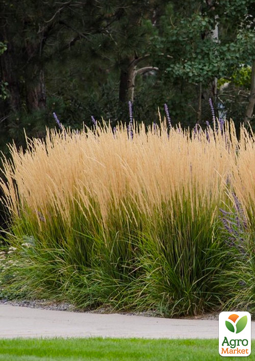 Каламагростис "Karl Foerster" (вазон Ø17)