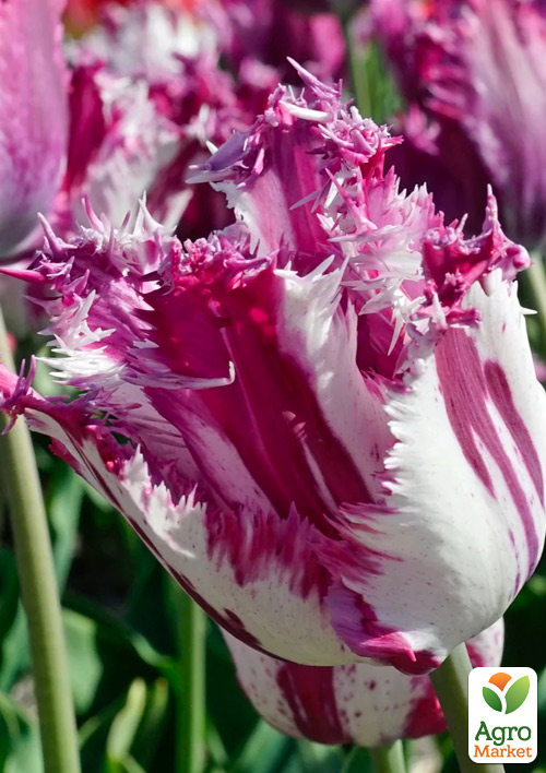 Тюльпан "Purple Circus"