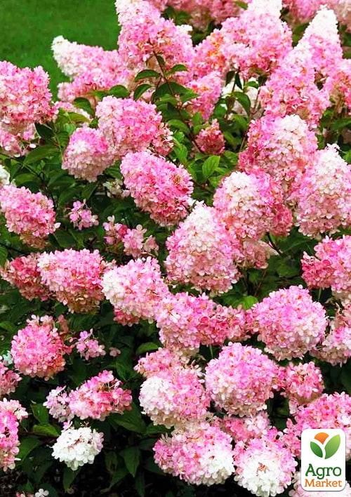 Гортензия 3-х летка метельчатая "Vanille Fraise" - фото 4