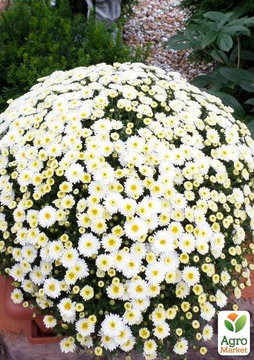 Хризантема мультифлора куляста "Bellac"