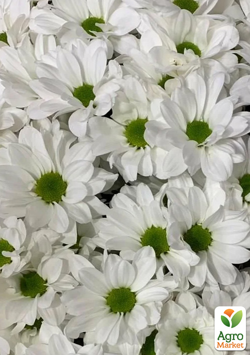 Хризантема мультифлора шарообразная "Lumia Blanc" 