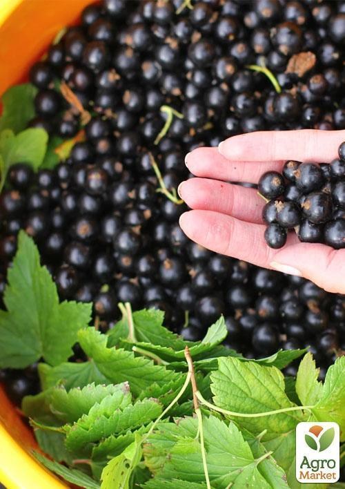 Смородина чорна "Гоферт" (Gofert) (ранній термін дозрівання, високоврожайний сорт) - фото 4