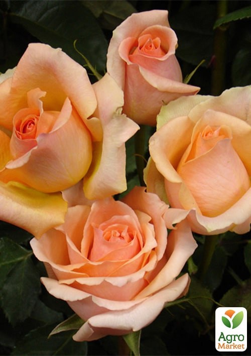 Роза в контейнере чайно-гибридная "Версилия" (саженец класса АА+) - фото 3