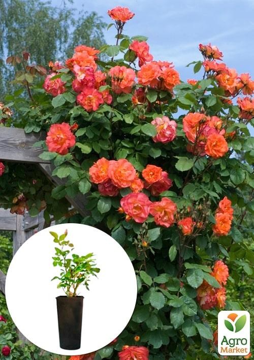 Троянда в контейнері плетиста "Westerland" (саджанець класу АА+)