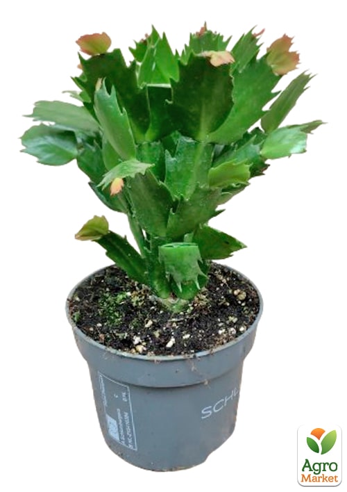 Шлюмбергера "Rubrum" (Декабрист, рождественник, зигокактус) - фото 5