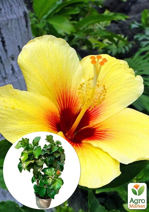 Гібіскус кімнатний "Boreas Yellow"
