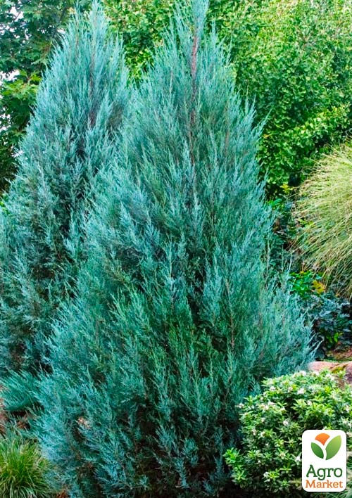 Ялівець скельний "Moonglow" (контейнер Р9, висота 25-30 см)