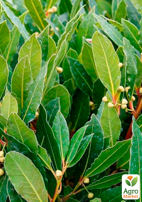 Лавр вечнозеленый "Благородный" (высокие декоративные качества) - фото 2