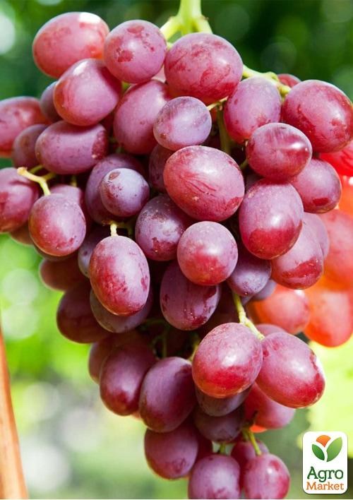 Виноград вегетирующий "Гурман Ранний" 