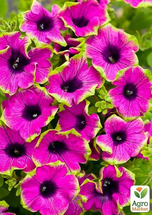 Сурфиния "Picasso Pink" (контейнер № 10, высота 10-15 см) - фото 3