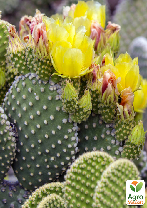 LMTD Опунция комнатная  (С3, высота 20-25см) - фото 7