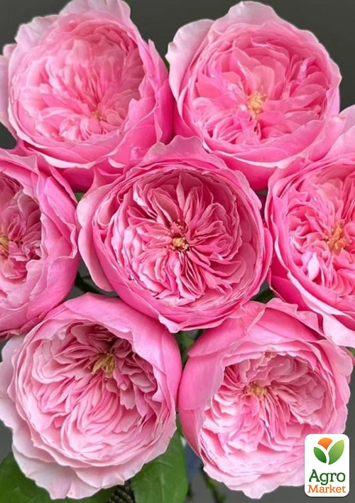 Роза английская "Carey" в контейнере, высший сорт - фото 2