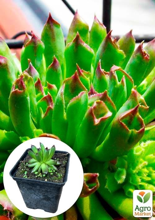 Молодило кровельное "Oddity"