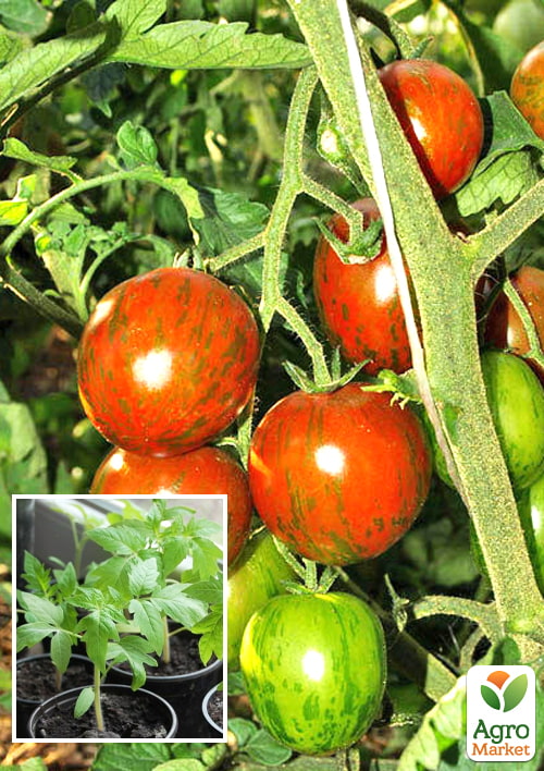 Рассада Томат Черри «Зебра» (фермерское взращивание), 1шт в упаковке