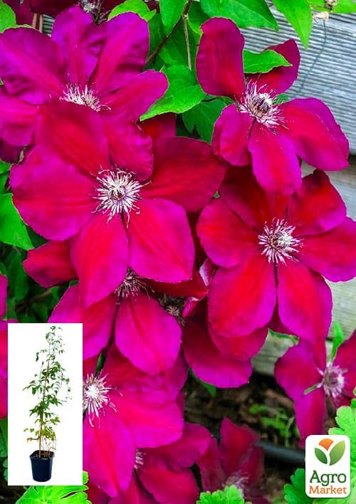 Клематис 3-х річний Вестерплатте (Westerplatte) С2