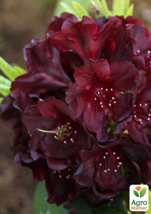 Рододендрон низкорослый вечнозеленый "Блэк Видоу"(Black Widow)